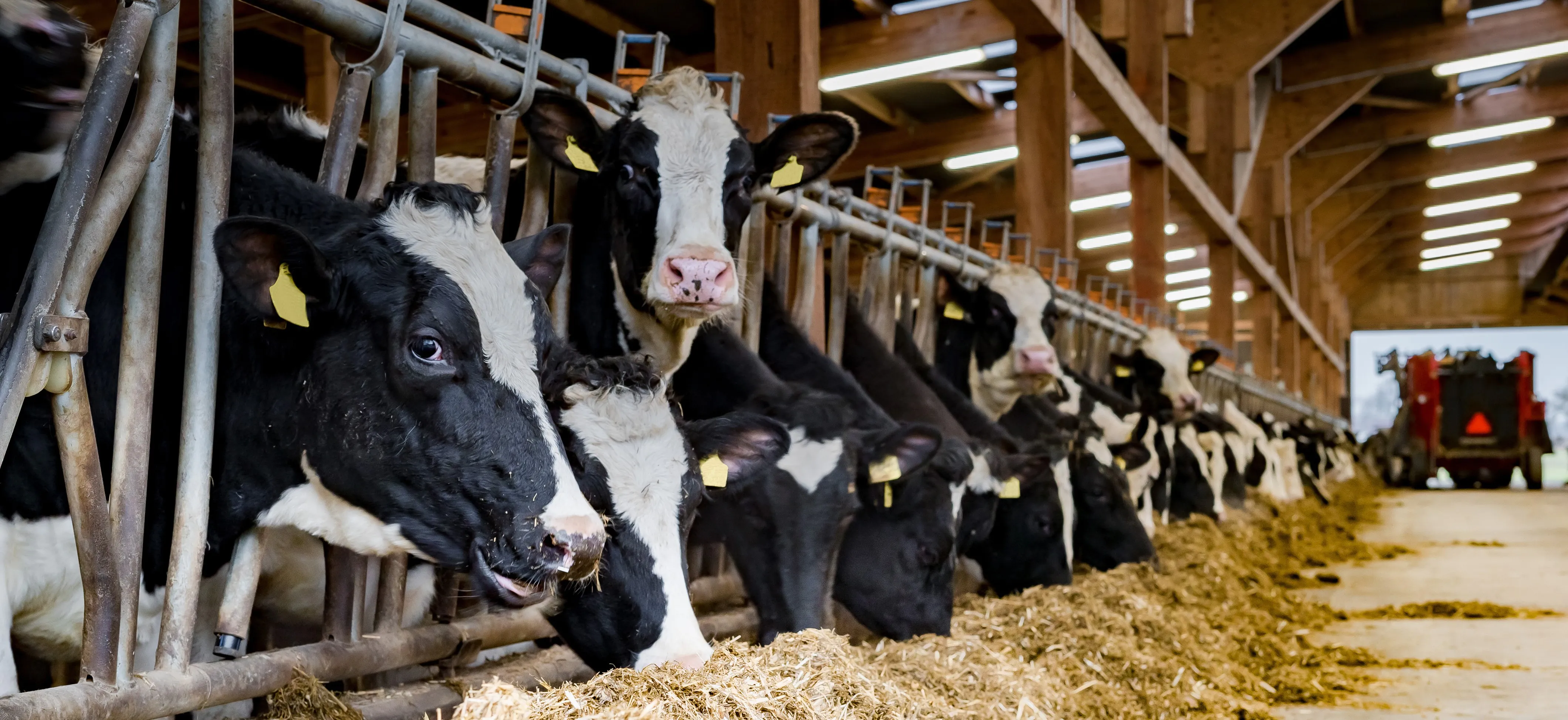 LED verlichting boerderij